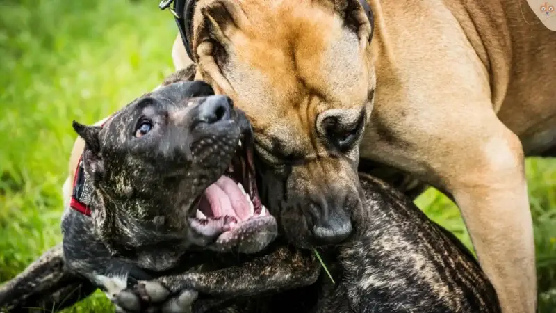 Kampfhunde: Ein Etikett mit Geschichte und Missverständnissen
