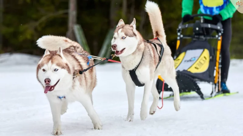 Basiswissen zu Kicksledding