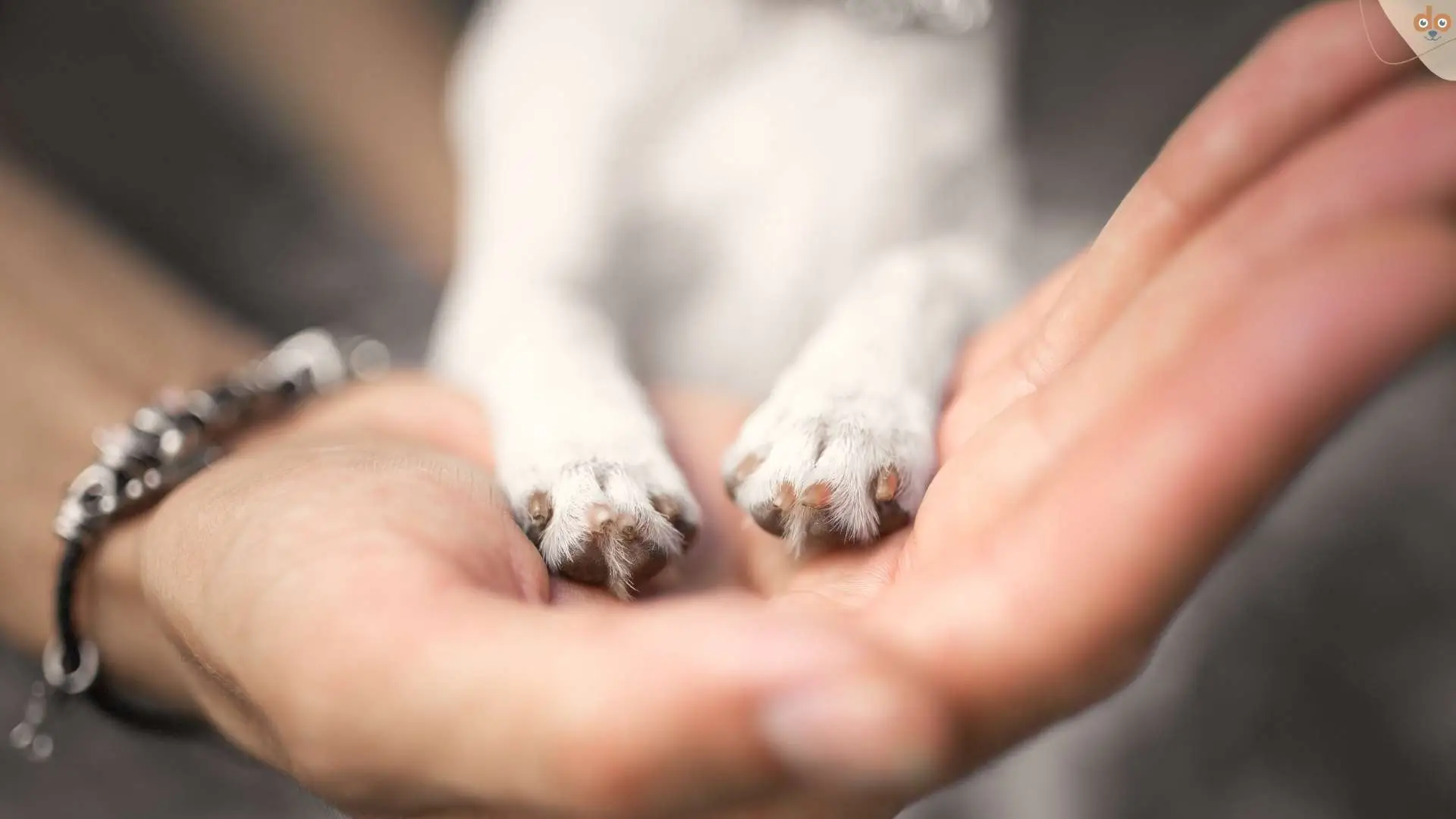 kleiner-hund-pfoten-auf-hand