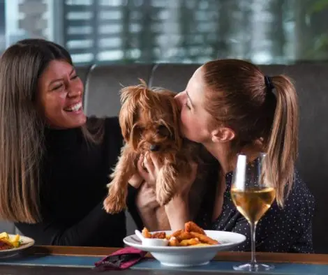 kleiner-hund-wird-in-restaurant-hochgenommen