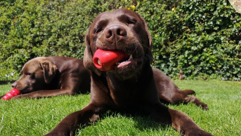 labrador-kaut-gefuelten-kong