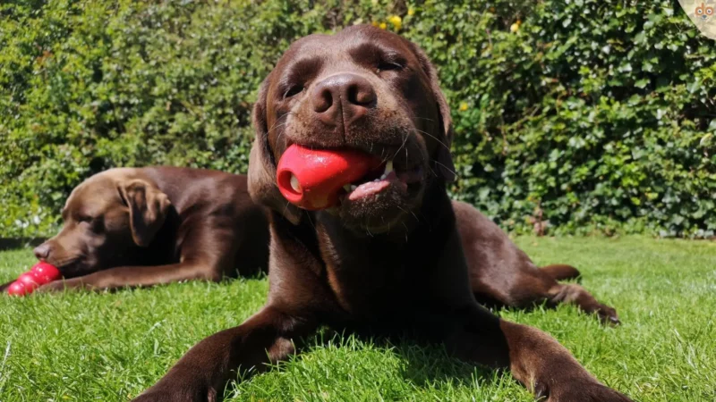 Warum Kong das perfekte Spielzeug für Ihren Hund ist