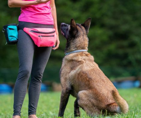malinoise-schutzhund-hundeplatz-aufmerksam-sitz