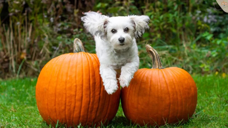 Muss Dein Hund wirklich müde gemacht werden?