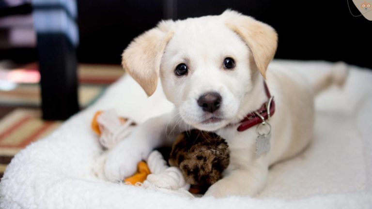 mischling-welpe-schaut-aus-bettchen