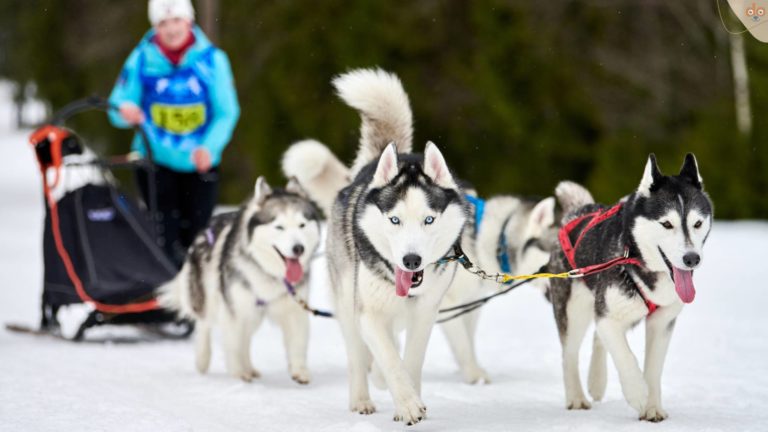 mushing-schlittenhund