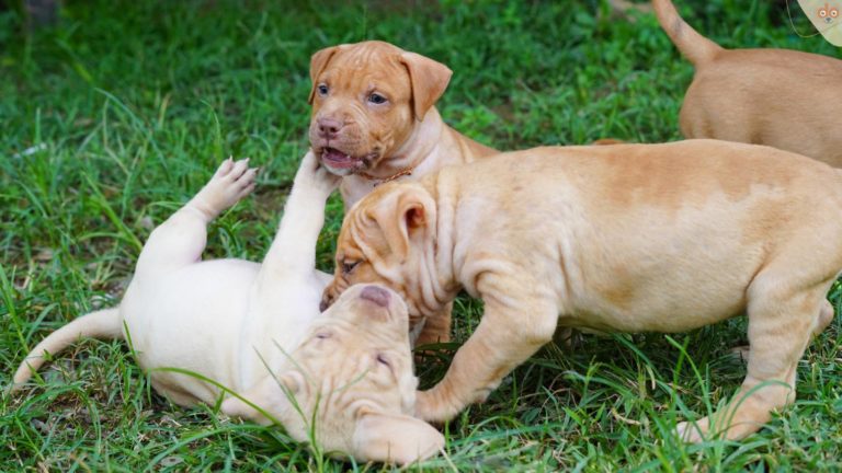 pitbull-welpen-spielen