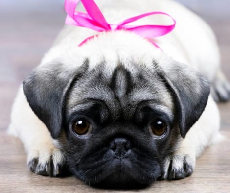 qualzucht-mit-masche-als-geschenk