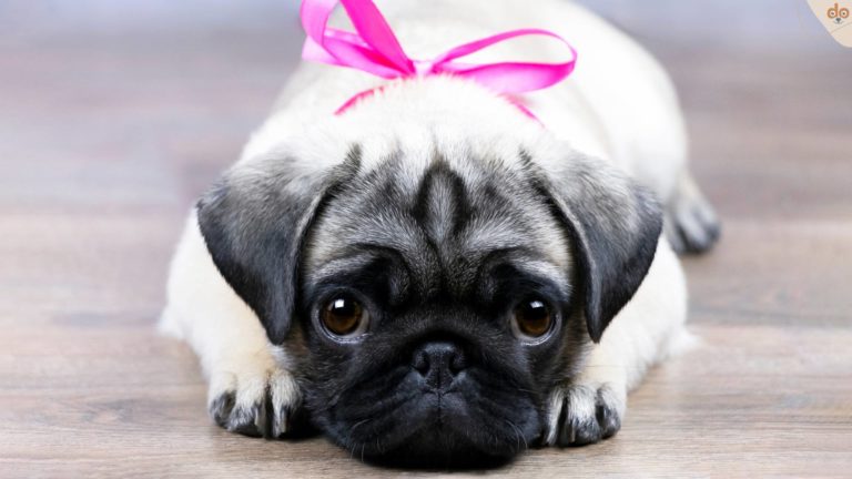 qualzucht-mit-masche-als-geschenk