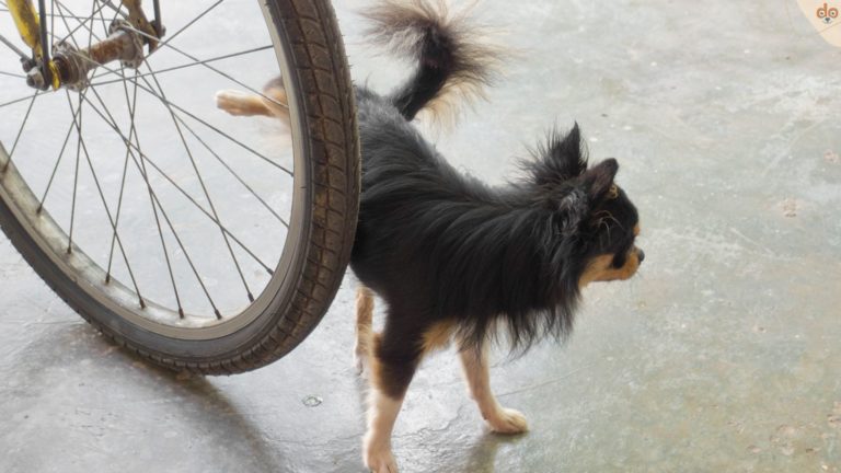 Rüde markiert Fahrrad