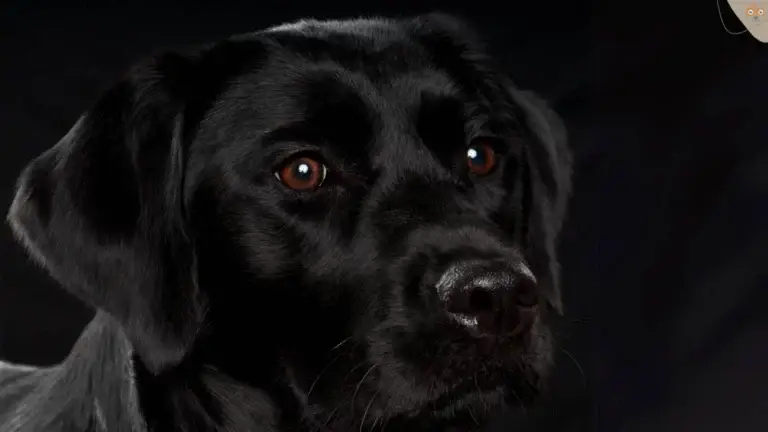 schwarzer-hund-dunkler-hintergrund