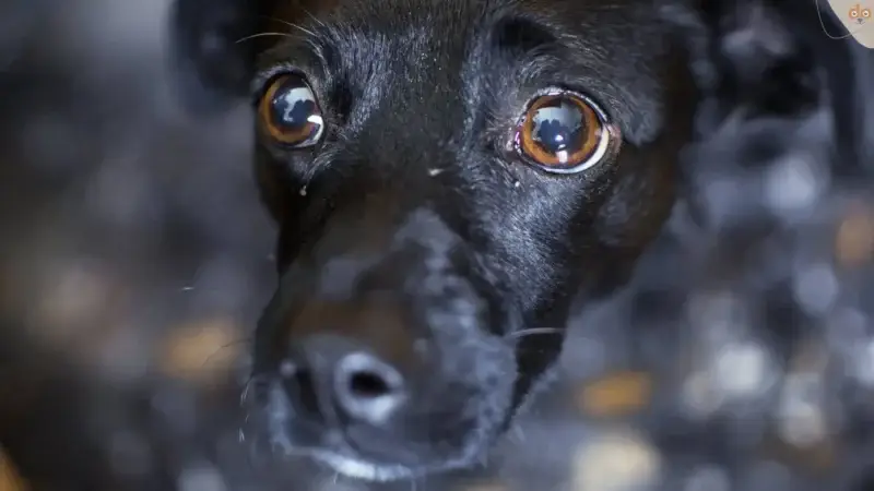 Umgang mit sozialen Ängsten bei Hunden
