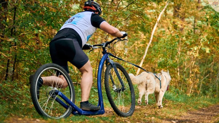 scootering-wald-rennen