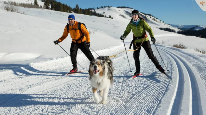 Basiswissen zu Skijöring
