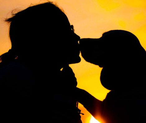sonnenuntergang-beagle-hund-kuss-frag-liebe-