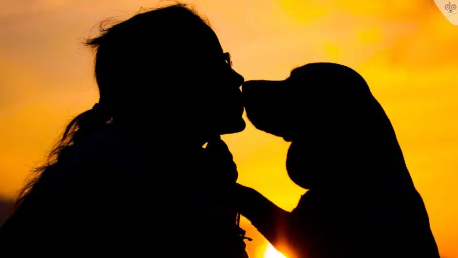 sonnenuntergang-beagle-hund-kuss-frag-liebe-