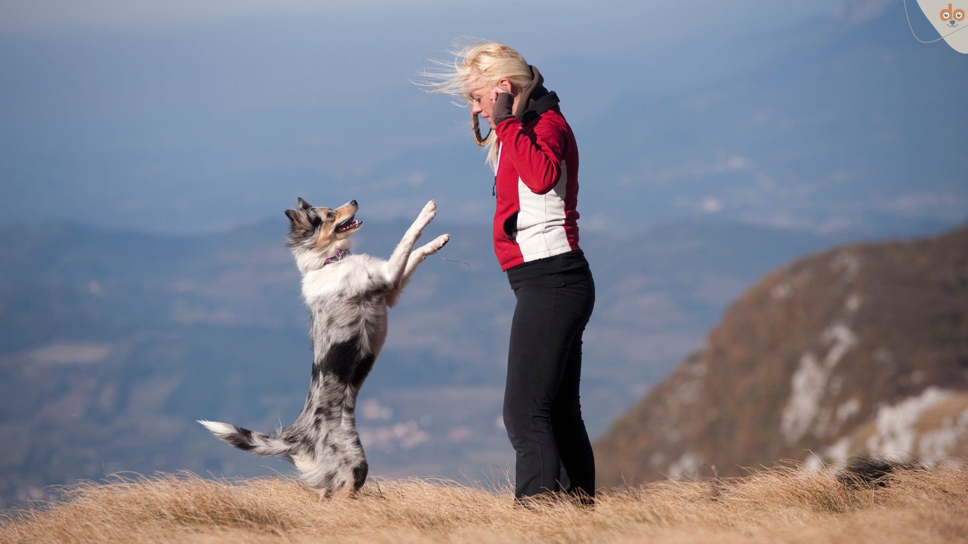 Hund und Halterin auf dem Berg beim Trickdogging