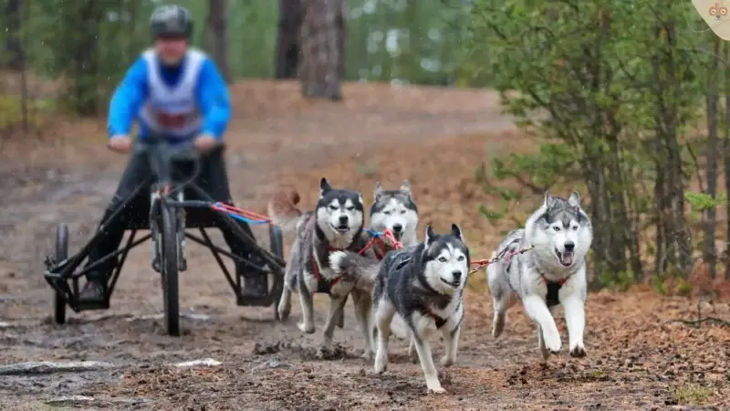 Basiswissen zu Wagenrennen (Carting)