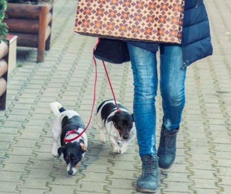 weihnachtsshopping-hunde