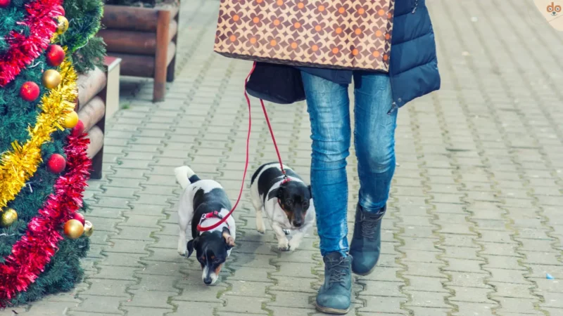 Weihnachtsshopping mit Hund: Ist das Gedränge Nötig?