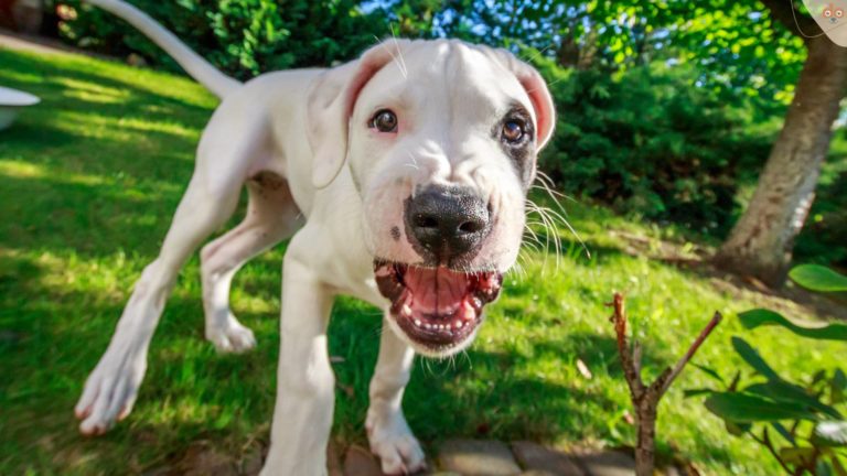 welpe-agressiv-verhalten