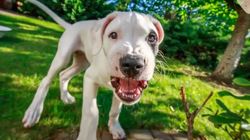 Wenn der Welpe zum Kampfhund wird…