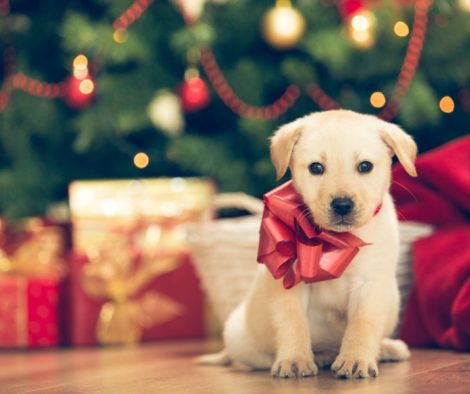 welpe-geschenk-weihnachten