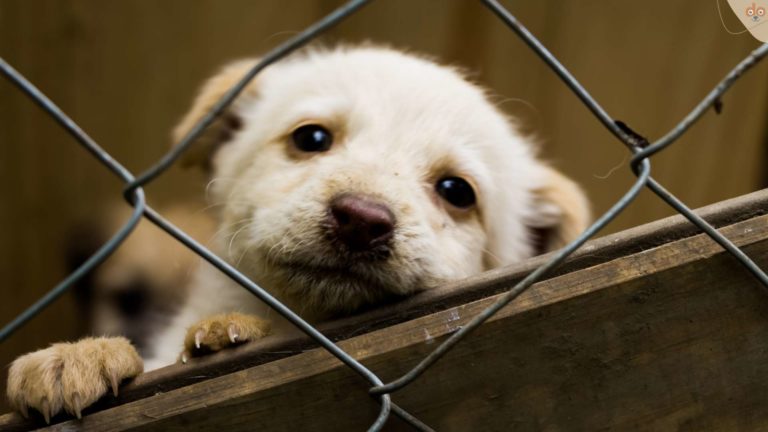 welpe-schaut-traurig-hinter-gitter-welpenhandel