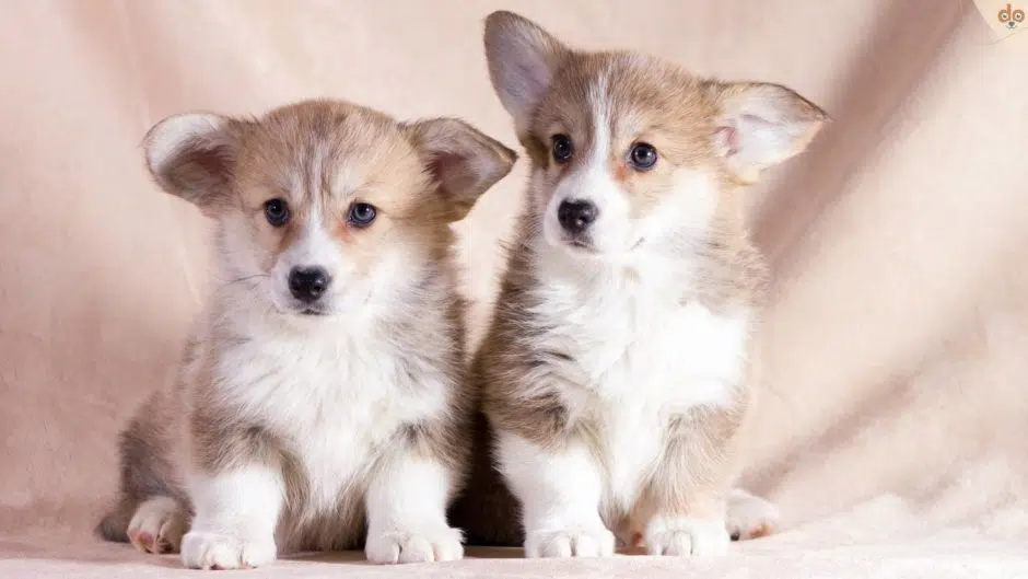 welsh-corgie-welpen-foto-shooting