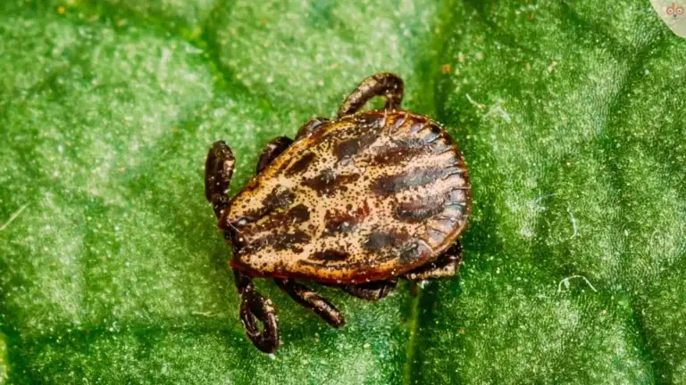 winterzecke-dermacentor-reticulatus
