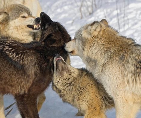 wolfsrudel-kommunikation-unter-einander