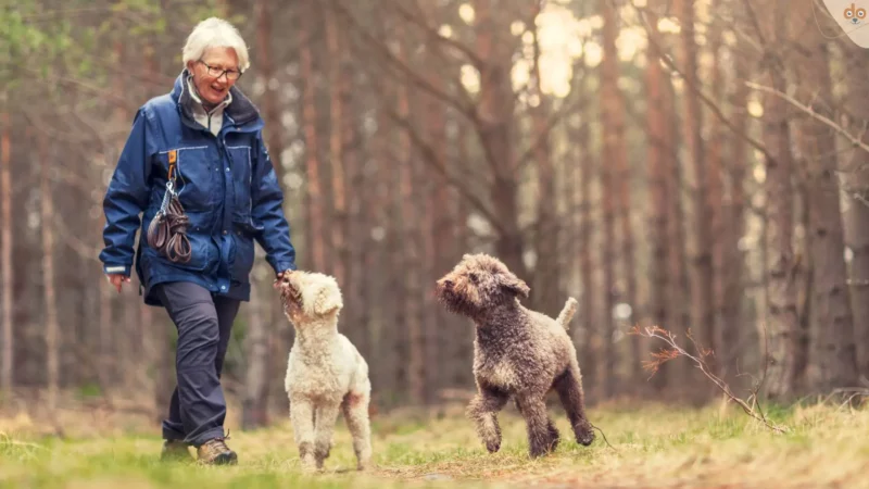 Genieße den Moment: Der Spaziergang mit deinem Hund als gemeinsames Erlebnis