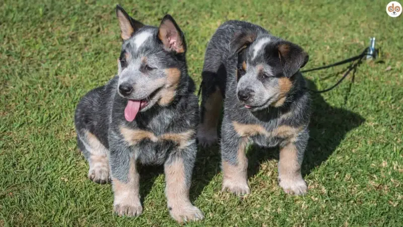 Welche Tipps bietet rundum.dog für die Erziehung von Welpen?