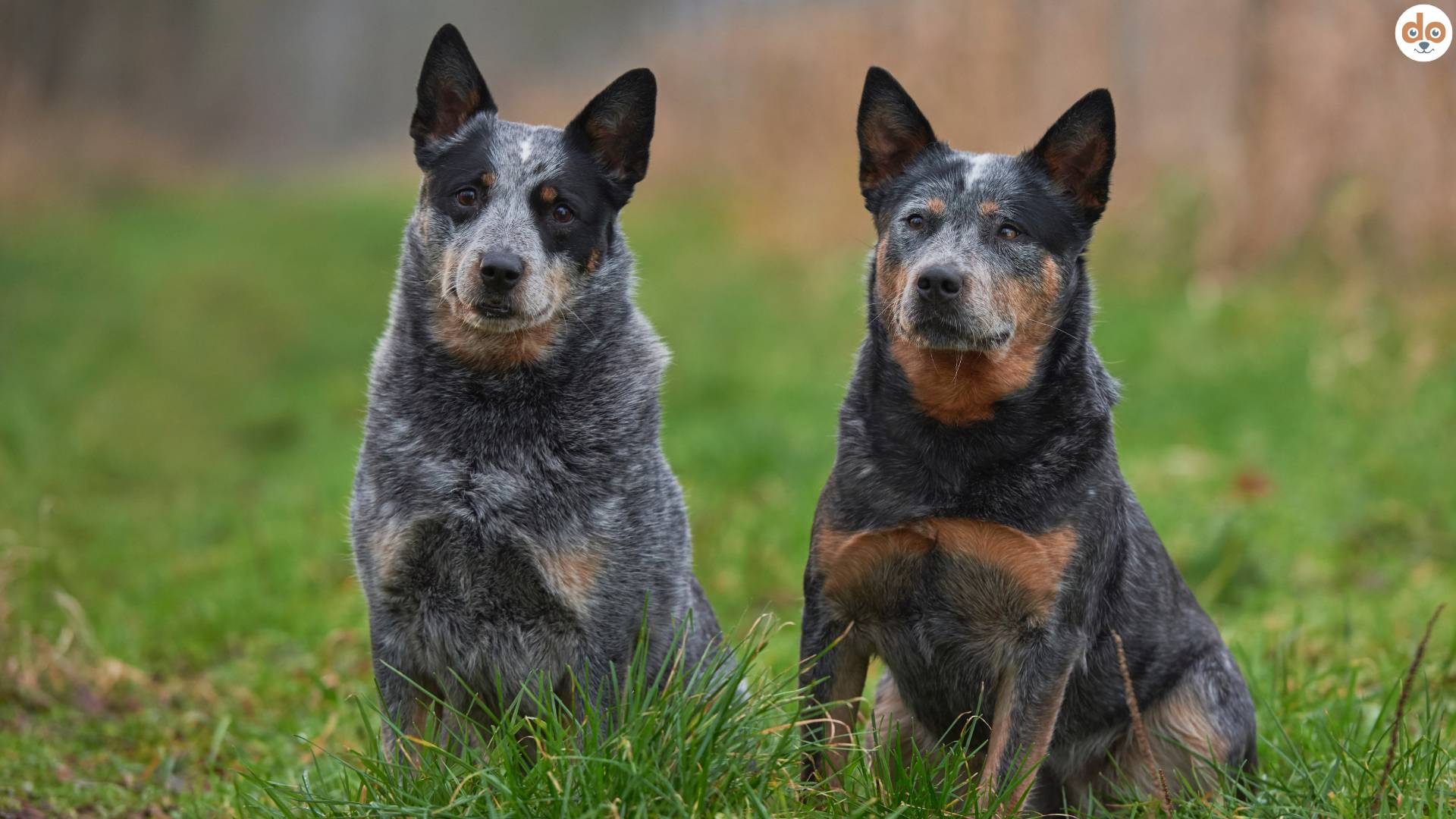 Zwei Australian Cattle Dog