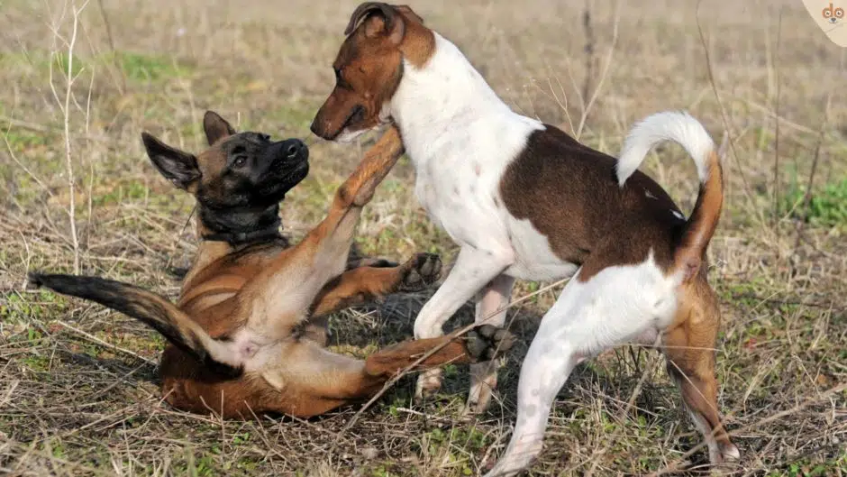 zwei-hunde-dominanz-unterwerfen