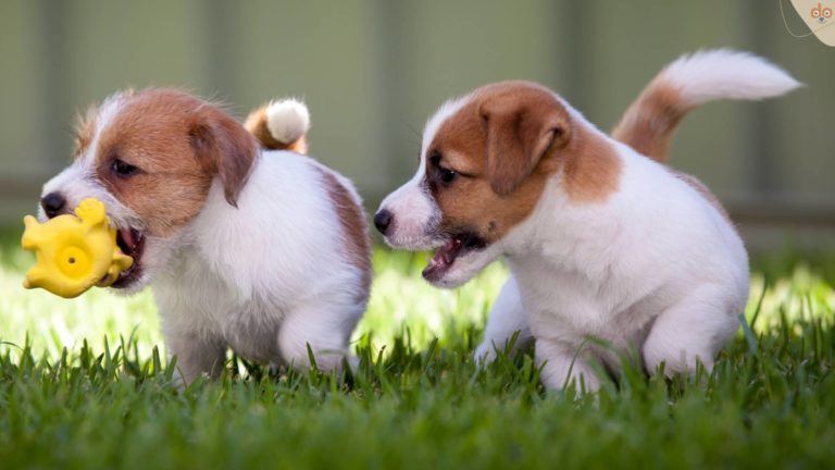 zwei-jack-russel-welpen-spielzeug-wiese