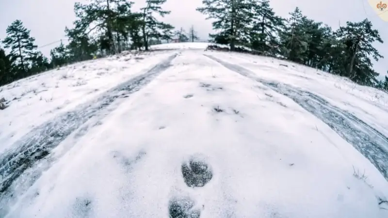 Unterschätzte Gefahr beim Spazierengehen mit dem Hund im Schnee: Eis