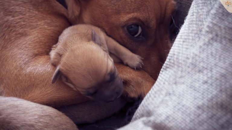Hündin mit Welpe im Körbchen - Welpenschutz