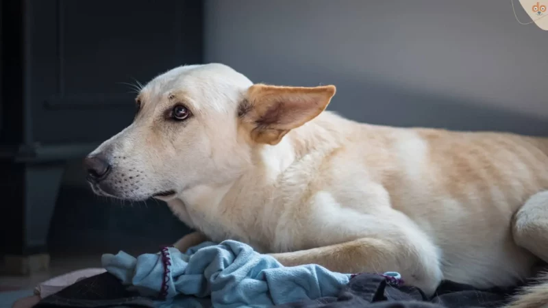 Der Mythos vom „schlechten Gewissen“ bei Hunden