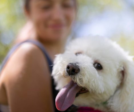 hundebesitzer-hund-vordergrund
