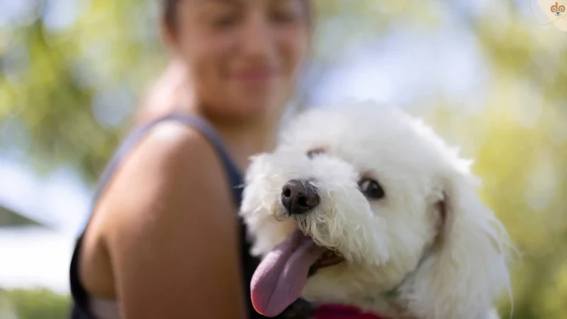 Was macht einen guten Hundebesitzer aus?