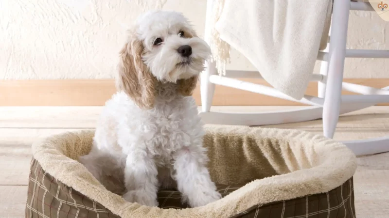 Ein Paradies für Pfoten: Die Magie eines perfekten Hundebetts