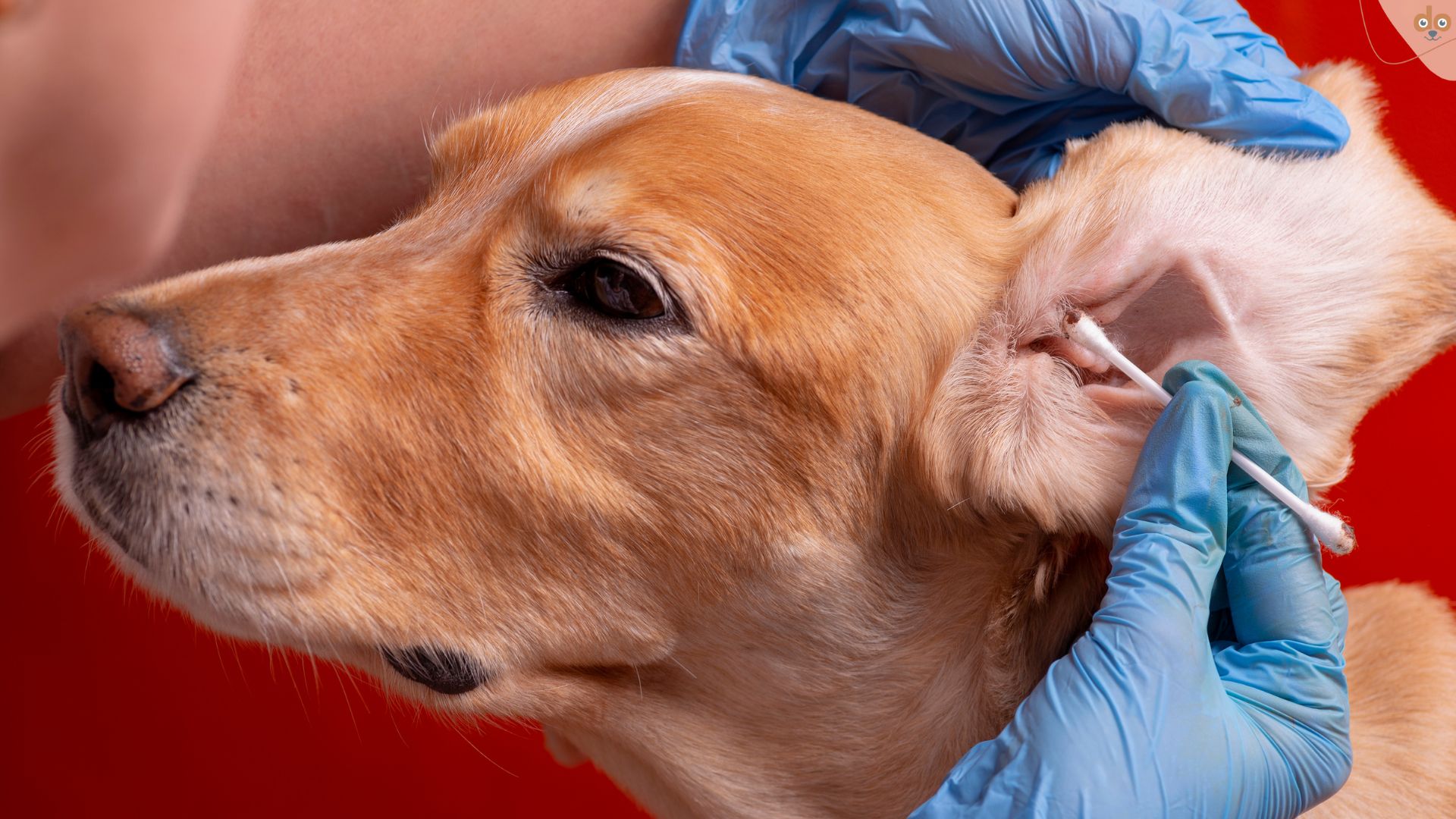 Hände reinigen Hundeohren und entfernen Ohrenschmalz mit Wattestäbchen