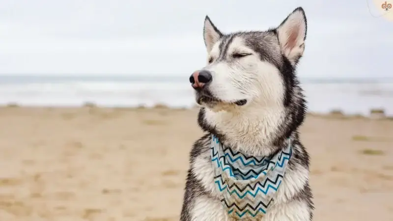 Der Schlüssel zur inneren Ruhe: Frustrationstoleranz bei Hunden verstehen und fördern