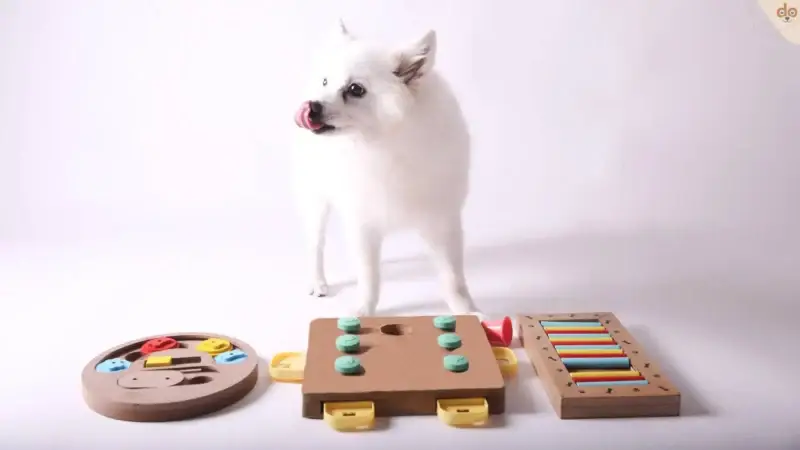 Gemütliche Indoor-Spiele für Hunde an kalten Tagen