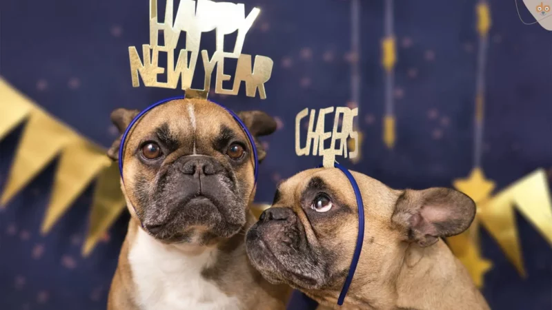 Silvester mit Hund: Stressfrei ins Neue Jahr – Tipps zur Vorbereitung und Bewältigung