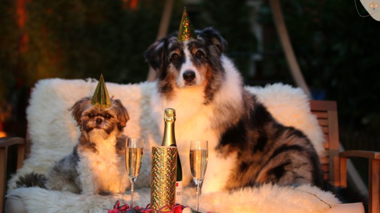 Zwei Hunde feiern Silvester mit einem Gläschen Sekt und planen ihre Neujahrsvorsätze