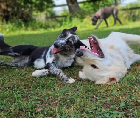 Sunny und Hope am spielen