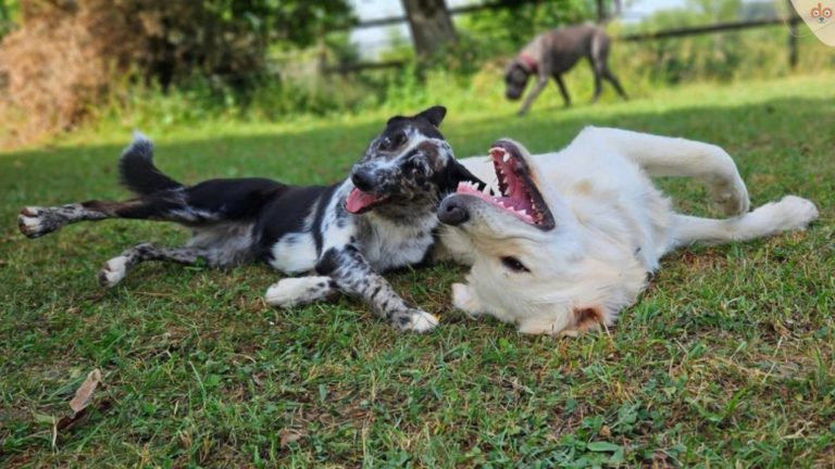 Sunny und Hope am spielen