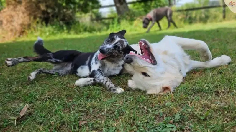 rundum.dog als stolzer Medienpartner der Hundemesse Schweiz 2024